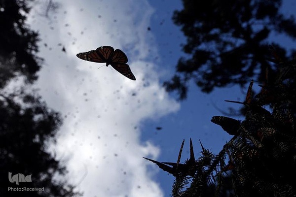 پروانه مونارک (شاه‌پروانه)