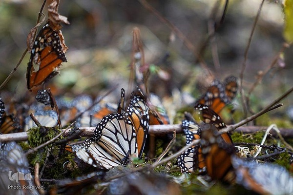 پروانه مونارک (شاه‌پروانه)