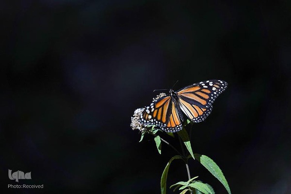 پروانه مونارک (شاه‌پروانه)