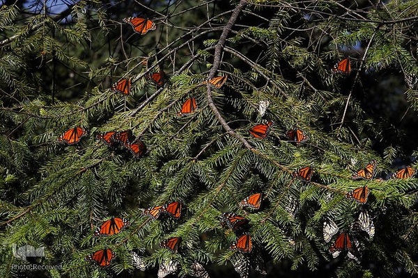 پروانه مونارک (شاه‌پروانه)