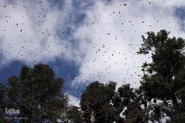 پروانه مونارک (شاه‌پروانه)