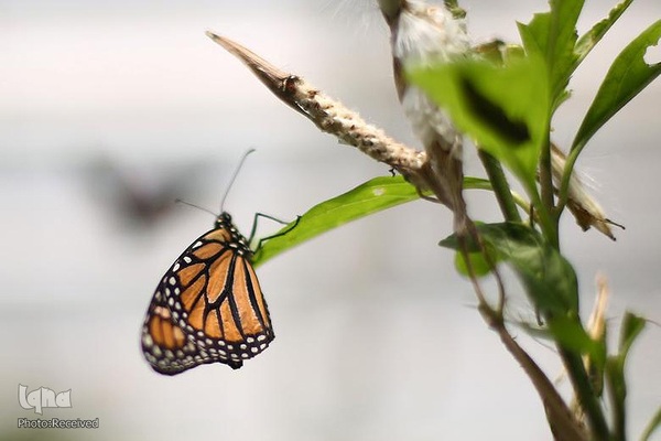 پروانه مونارک (شاه‌پروانه)