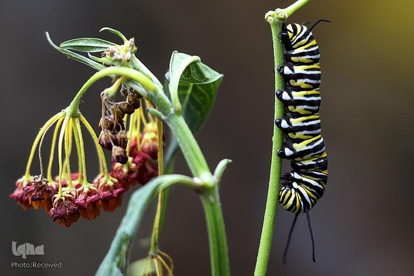 پروانه مونارک (شاه‌پروانه)