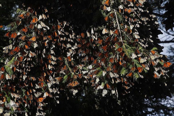 پروانه مونارک (شاه‌پروانه)