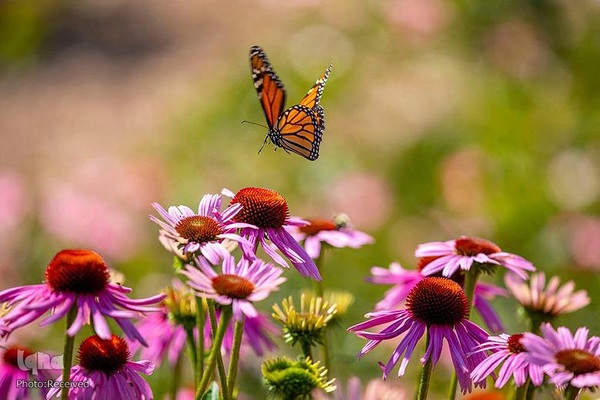 پروانه مونارک (شاه‌پروانه)