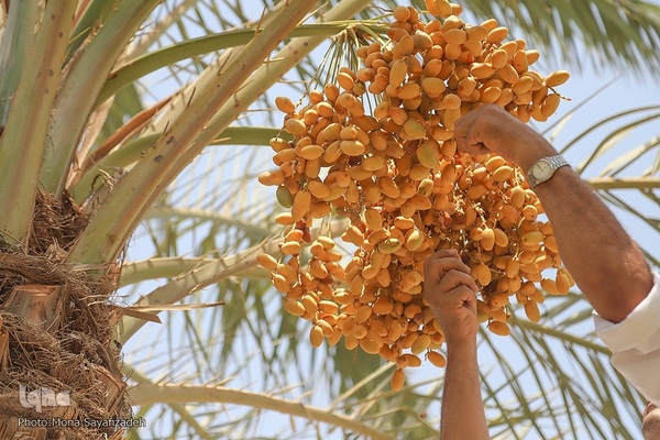 برداشت رطب و خارَک از نخلستان‌های شادگان