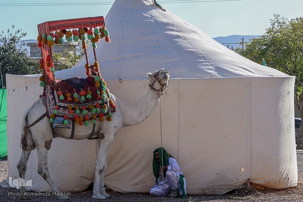 بزرگترین سوگواره تعزیه میدانی «شور حسینی» در شیراز