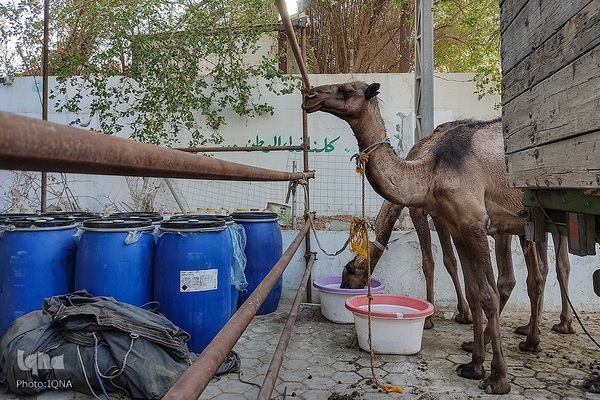 آماده‌سازی موکب‌های اربعین حسینی