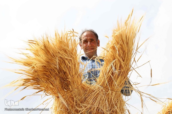 فصل برداشت گندم بزرگترین نعمت الهی از مزارع منطقه ارسباران