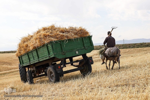 فصل برداشت گندم بزرگترین نعمت الهی از مزارع منطقه ارسباران