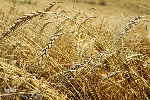 فصل برداشت گندم بزرگترین نعمت الهی از مزارع منطقه ارسباران