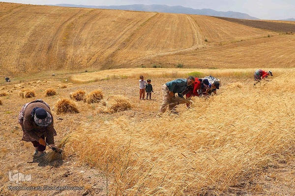 فصل برداشت گندم بزرگترین نعمت الهی از مزارع منطقه ارسباران
