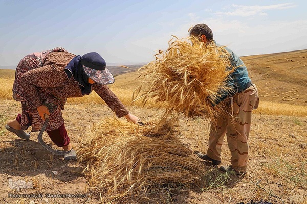 فصل برداشت گندم بزرگترین نعمت الهی از مزارع منطقه ارسباران