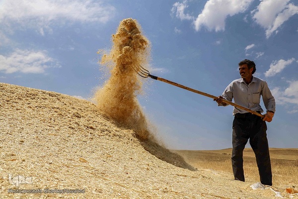 فصل برداشت گندم بزرگترین نعمت الهی از مزارع منطقه ارسباران