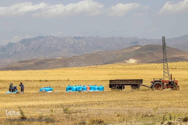 فصل برداشت گندم بزرگترین نعمت الهی از مزارع منطقه ارسباران