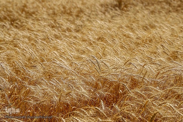 فصل برداشت گندم بزرگترین نعمت الهی از مزارع منطقه ارسباران