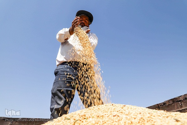 فصل برداشت گندم بزرگترین نعمت الهی از مزارع منطقه ارسباران