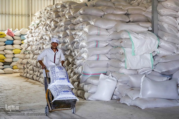 فصل برداشت گندم بزرگترین نعمت الهی از مزارع منطقه ارسباران