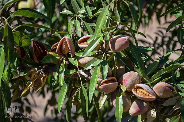برداشت پسته و بادام از باغات شهرستان مرند‎‎