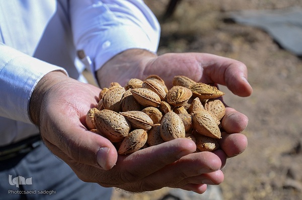 برداشت پسته و بادام از باغات شهرستان مرند‎‎