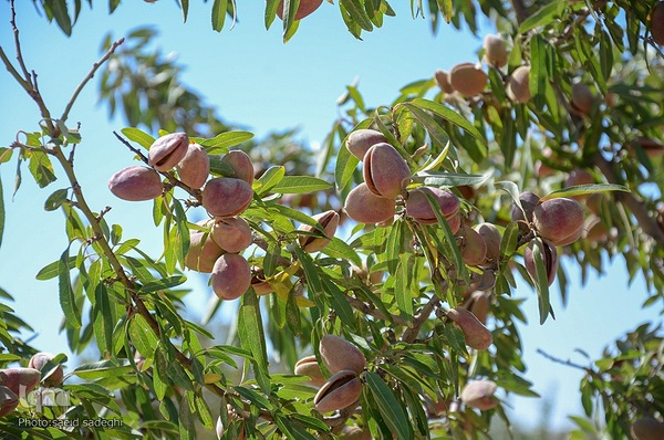 برداشت پسته و بادام از باغات شهرستان مرند‎‎