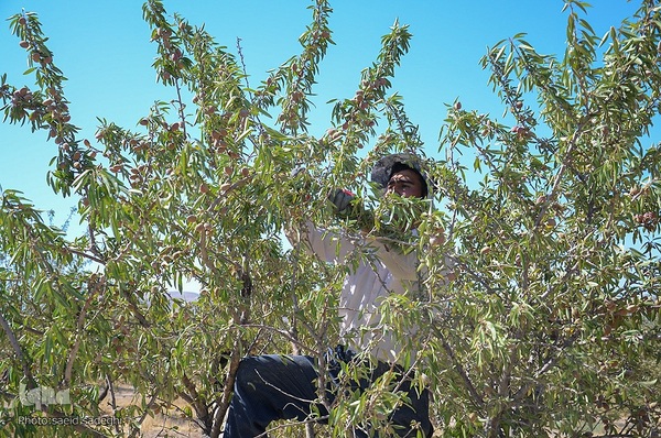 برداشت پسته و بادام از باغات شهرستان مرند‎‎