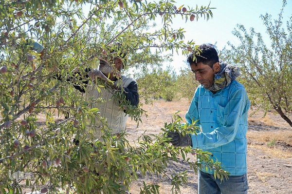 برداشت پسته و بادام از باغات شهرستان مرند‎‎