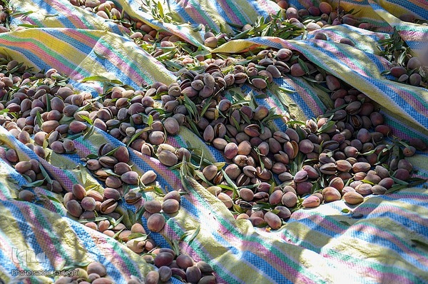 برداشت پسته و بادام از باغات شهرستان مرند‎‎