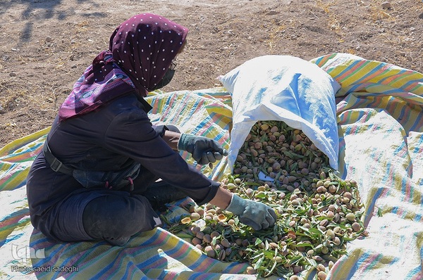 برداشت پسته و بادام از باغات شهرستان مرند‎‎