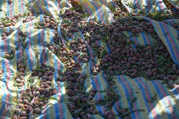 برداشت پسته و بادام از باغات شهرستان مرند‎‎