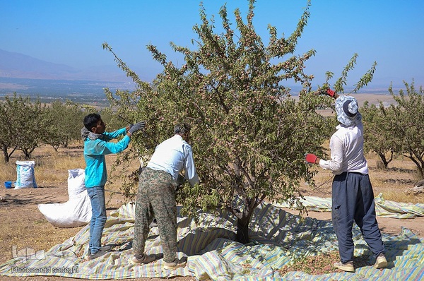 برداشت پسته و بادام از باغات شهرستان مرند‎‎