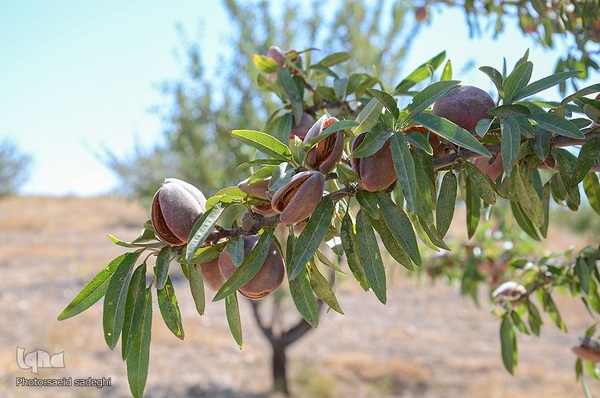 برداشت پسته و بادام از باغات شهرستان مرند‎‎