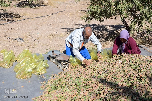 برداشت پسته و بادام از باغات شهرستان مرند‎‎