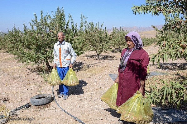 برداشت پسته و بادام از باغات شهرستان مرند‎‎