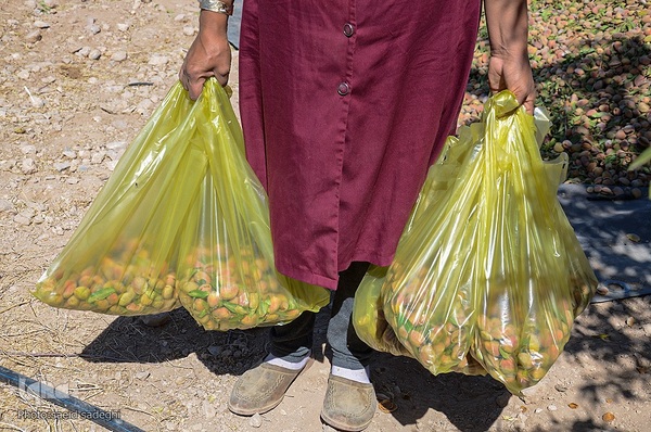 برداشت پسته و بادام از باغات شهرستان مرند‎‎