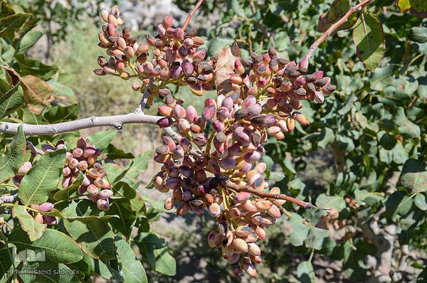 برداشت پسته و بادام از باغات شهرستان مرند‎‎