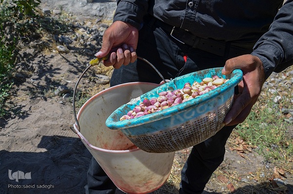 برداشت پسته و بادام از باغات شهرستان مرند‎‎