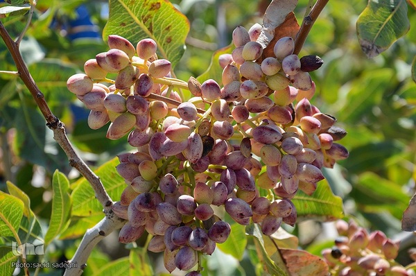 برداشت پسته و بادام از باغات شهرستان مرند‎‎