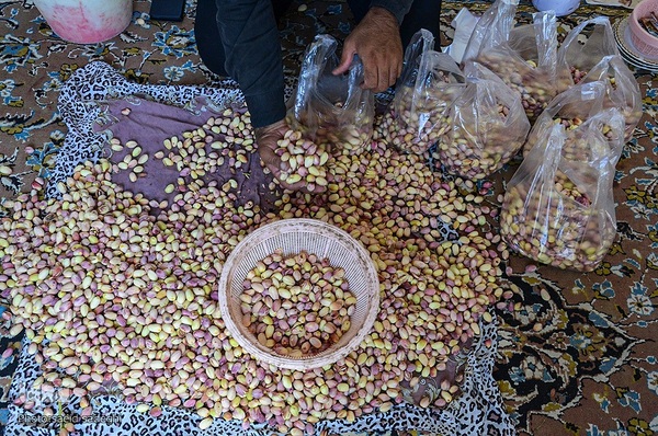 برداشت پسته و بادام از باغات شهرستان مرند‎‎