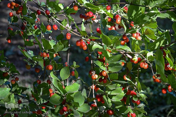 زغال اخته کلیبر از تولید تا فراوری‎‎