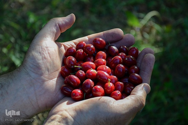 زغال اخته کلیبر از تولید تا فراوری‎‎