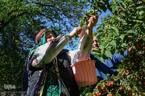 زغال اخته کلیبر از تولید تا فراوری‎‎