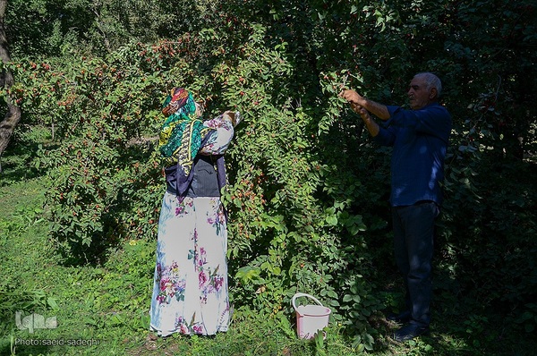 زغال اخته کلیبر از تولید تا فراوری‎‎