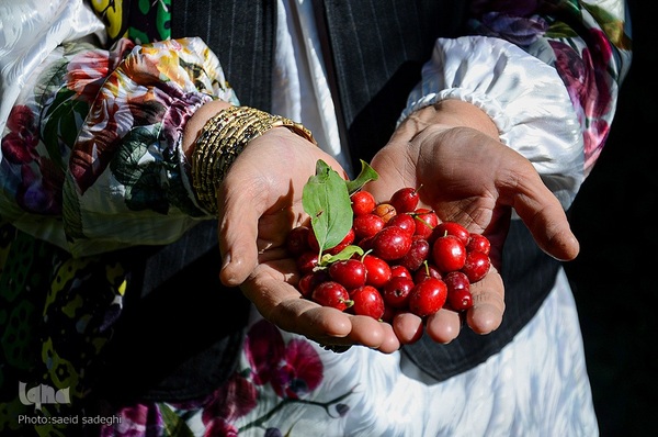 زغال اخته کلیبر از تولید تا فراوری‎‎