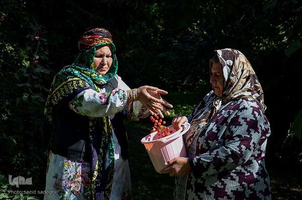 زغال اخته کلیبر از تولید تا فراوری‎‎