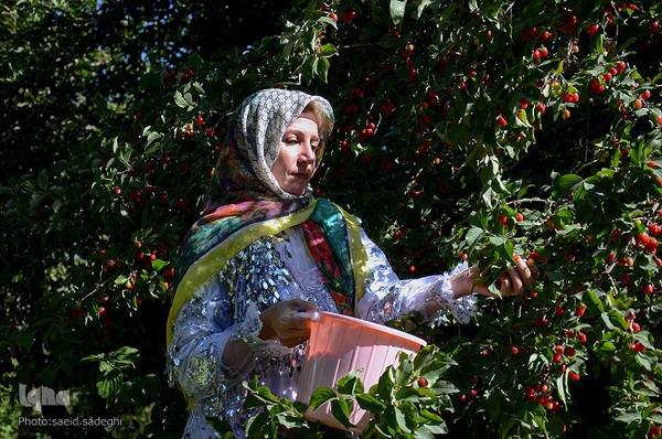 زغال اخته کلیبر از تولید تا فراوری‎‎