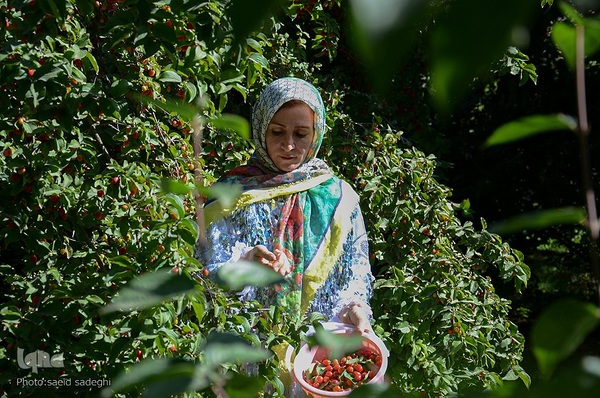 زغال اخته کلیبر از تولید تا فراوری‎‎