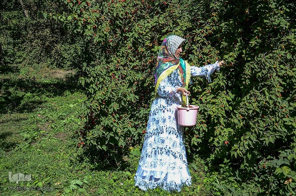 زغال اخته کلیبر از تولید تا فراوری‎‎