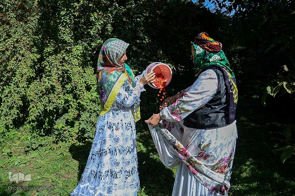 زغال اخته کلیبر از تولید تا فراوری‎‎