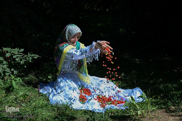 زغال اخته کلیبر از تولید تا فراوری‎‎